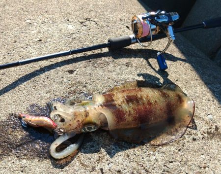 少し難しくなってきた越前デイエギング